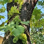 Budatava Nyaralo Nyaraló Balatonalmádi