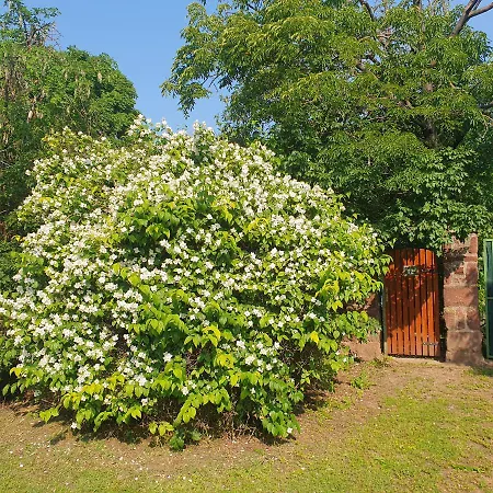 Budatava Nyaralo 別荘 Balatonalmádi